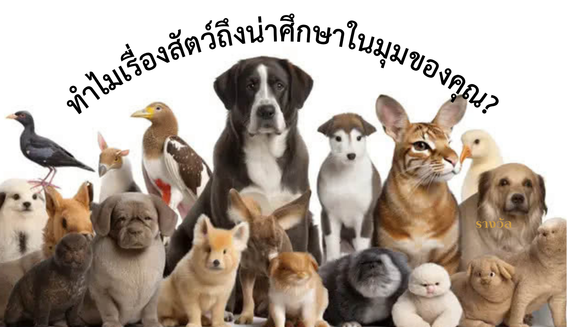ทำไมเรื่องสัตว์ถึงน่าศึกษาในมุมของคุณ?