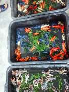 กุ้งและปลาสวยงาม