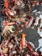 กุ้งและปลาสวยงาม