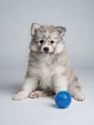 Jiji's Pomskies