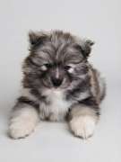Jiji's Pomskies