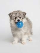 Jiji's Pomskies