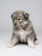 Jiji's Pomskies