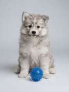 Jiji's Pomskies