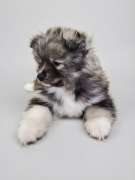 Jiji's Pomskies