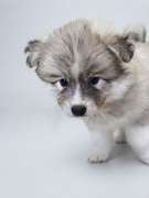 Jiji's Pomskies
