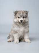 Jiji's Pomskies
