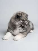 Jiji's Pomskies