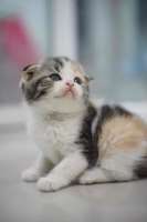 [FM] Scottish Fold สกอตติชโฟลด์