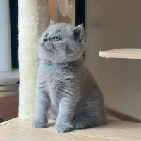 [M] British Shorthair บริติช ชอร์ตแฮร์