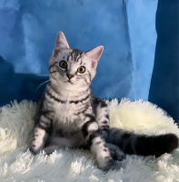 [FM] American Shorthair อเมริกัน ชอร์ตแฮร์