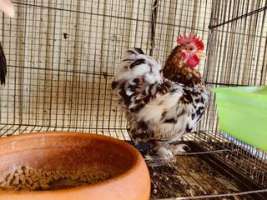 ไก่แจ้มินิโคชิน 