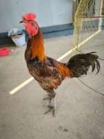 ไก่ชนพม่าแข้งหน้า