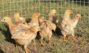 ลูกไก่สายพันธุ์ไฮบริด Hybrid