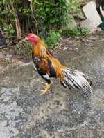 ไก่ชนเหลืองหางขาว