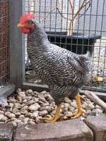 [M] ไก่สายพันธุ์บาร์พลีมัธร็อค  