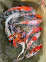ปลาคาร์ฟ