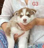 [FM] Siberian husky ไซบีเรียน ฮัสกี้