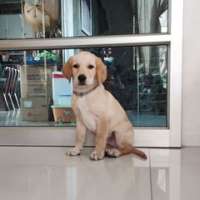 Labrador สุนัขสายพันธุ์ลาบราดอร์
