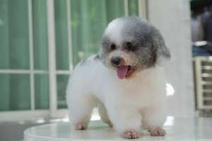 [M] Poodle พุดเดิ้ล สีแฟนซีหายาก