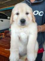 [FM] Golden Retriever โกลเด้น รีทรีฟเวอร์
