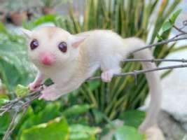Sugar glider ชูก้าไกลเดอร์