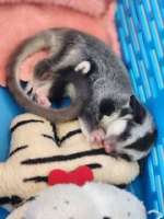 [M] Sugar glider Normal ชูก้าไกลเดอร์สีนอมอล