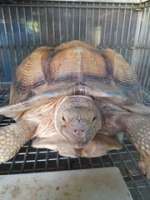 [M] Sulcata tortoise เต่าบกซัลคาต้า