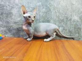 [FM] Sphynx Bambino แมวสฟิงซ์แบมบิโน่ขาสั้น