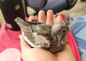 Cockatiel Bird ลูกนกคอกคาทีล