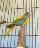[FM] Splendid parrot นกแก้ววิเศษ