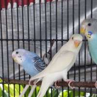 Parakeets parrot นกหงส์หยกลงรัง
