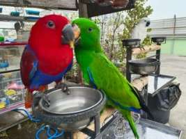 Eclectus parrot นกแก้วพันธุ์อิเล็คตัส