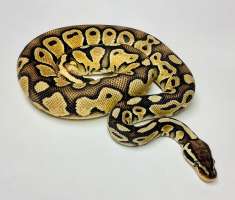 [FM] Ball Python Normal Pastel งูบอลไพธอน สีนอมอลพาสเทล 