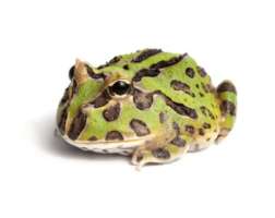 Argentina Horned Frog Green กบฮอร์นฟรอก สีเขียว