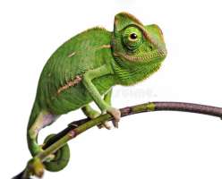 [M] Veiled Chameleon กิ้งก่าคาเมเลี่ยนเวล 