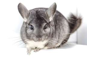 [M] Chinchilla Normal ชินชิล่า สีธรรมดา