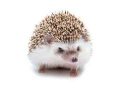 [M] Hedgehog เม่นแคระ 