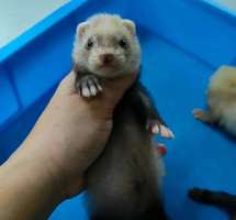 [FM] Baby Ferret Sable ลูกเฟอเรท สีเซเบิ้ล
