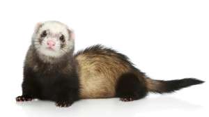 Ferret Fancy Sable เฟอเรท สีแฟนซีเซเบิ้ล