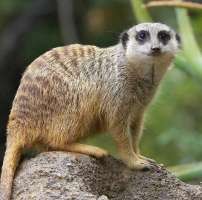 [FM] Meerkat เมียร์แคต 