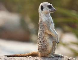[M] Meerkat เมียร์แคต