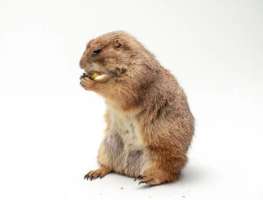 [M] Prairie Dog แพรี่ด็อก