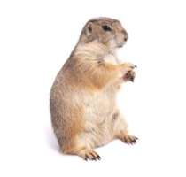 [FM] Prairie Dog แพรี่ด็อก