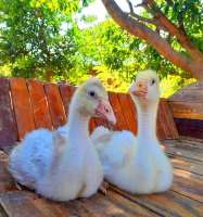 Baby Sebastopol Geese ลูกห่านเซบัสโตโพล
