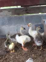 ShiTou Goose ห่านหัวสิงโตขาวเทา