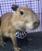 Capybara คาปิบาร่า