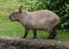 Capybara คาปิบาร่า