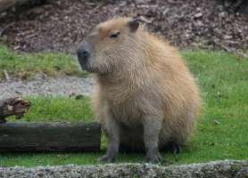 Capybara คาปิบาร่า