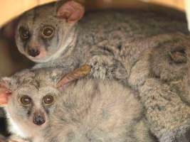 Greater Bushbaby บุชเบบี้ยักษ์ 